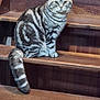 Winnie participe au concours pour gagner de l'argent avec cette photo : cat, stairs, wood, striped, fur, pet, animal, indoor, sitting, tail, ears, whiskers, feline, domestic, cute, alert, portrait, house, closeup, furniture