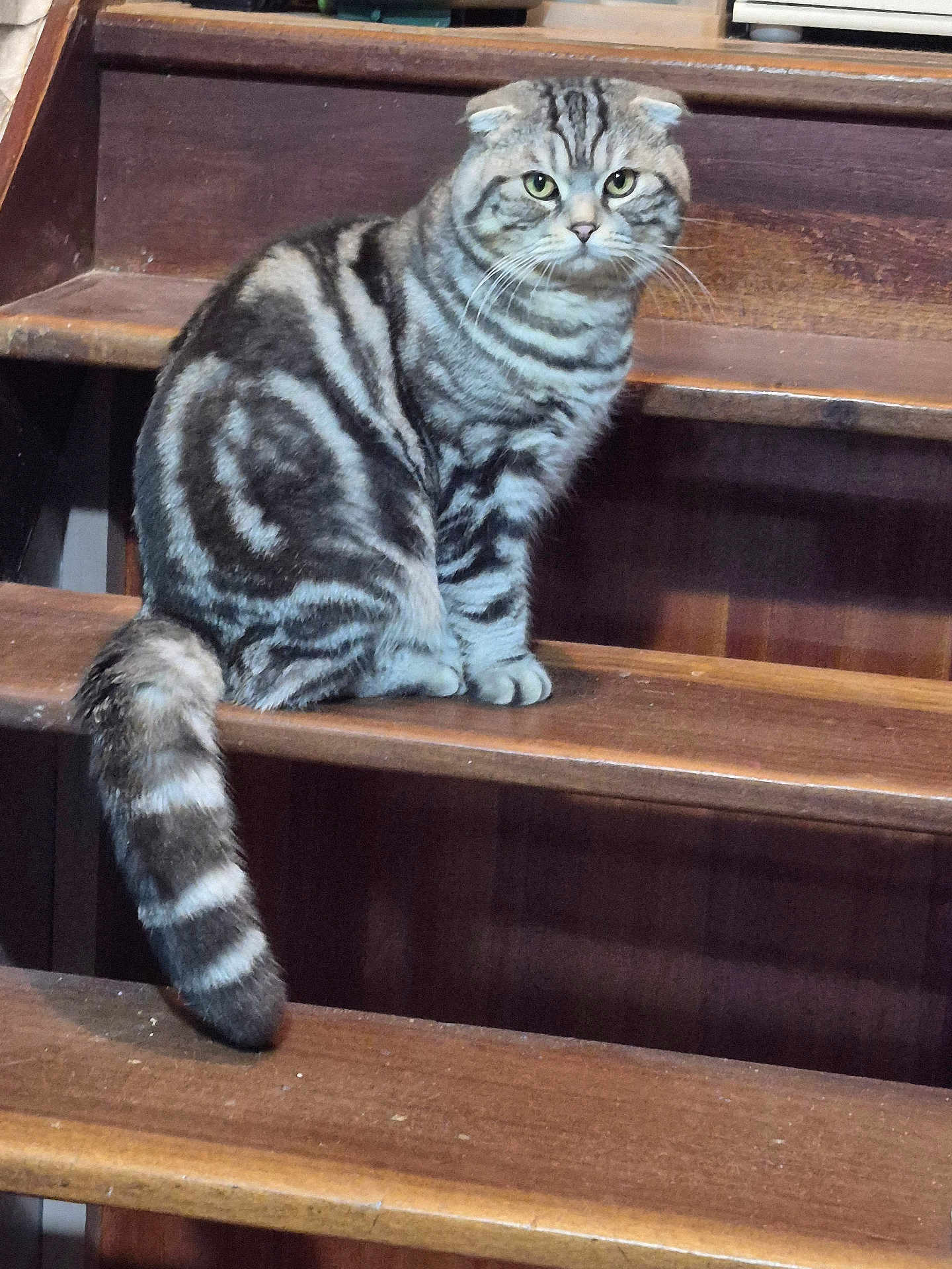 Winnie participe au concours pour gagner de l'argent avec cette photo : cat, stairs, wood, striped, fur, pet, animal, indoor, sitting, tail, ears, whiskers, feline, domestic, cute, alert, portrait, house, closeup, furniture