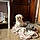 Sookie