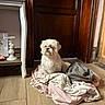 dog, white_dog, indoor, blanket, fabric, wooden_floor, door, side_table, decor, candle_holder, calm, pet, cozy, furniture, home, floor, animal, small_dog, light, shadow