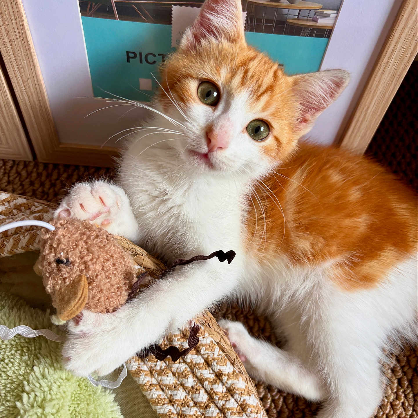 Harry a rejoint le concours — aidez-le/la à gagner de superbes lots ! animal, blanket, cat, cozy, curious, cute, feline, framed_picture, fur, home, indoor, kitten, orange_and_white, paw, pet, plush_toy, relaxed, toy, whiskers, woven_surface