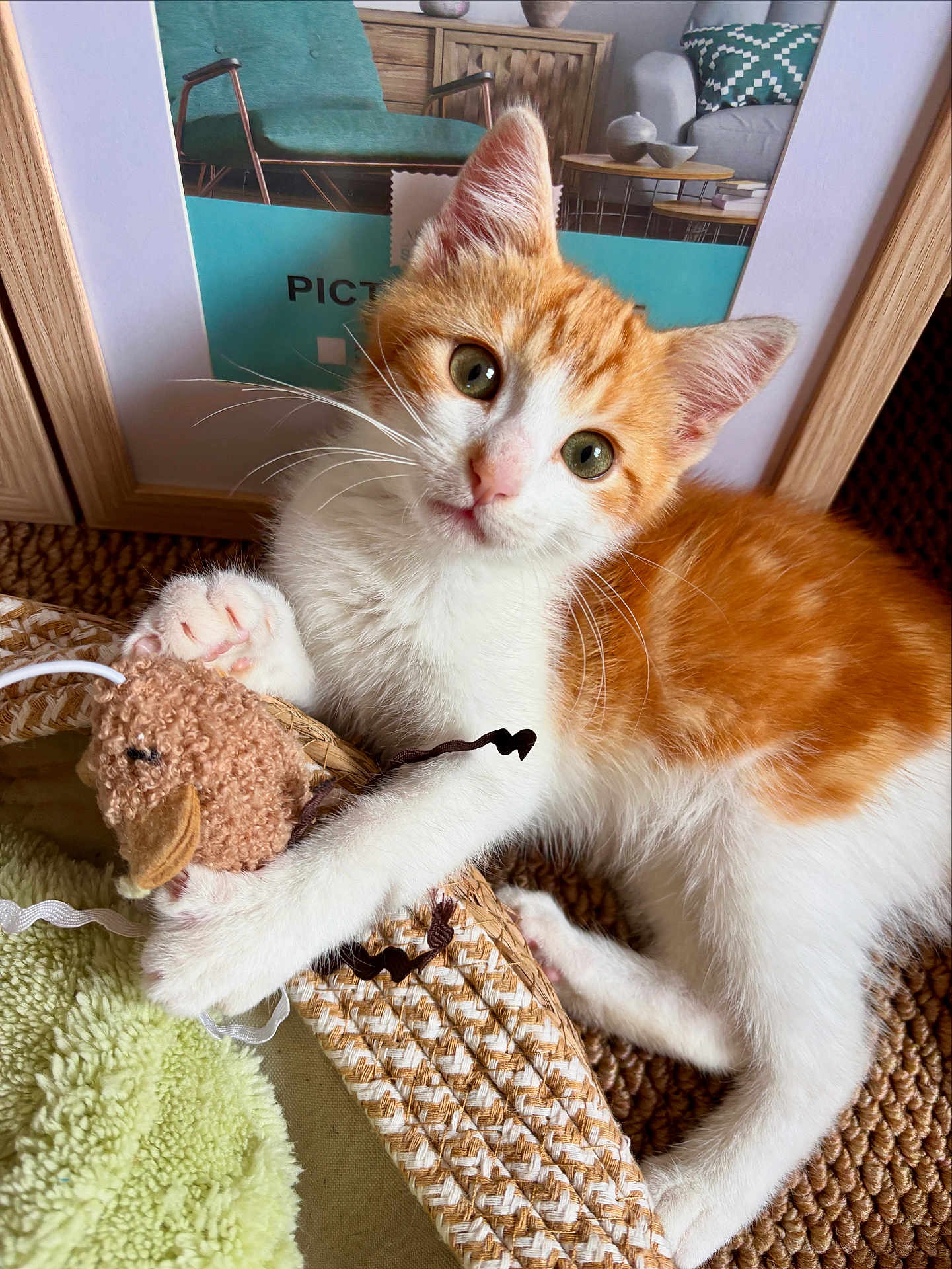 Harry a rejoint le concours — aidez-le/la à gagner de superbes lots ! animal, blanket, cat, cozy, curious, cute, feline, framed_picture, fur, home, indoor, kitten, orange_and_white, paw, pet, plush_toy, relaxed, toy, whiskers, woven_surface