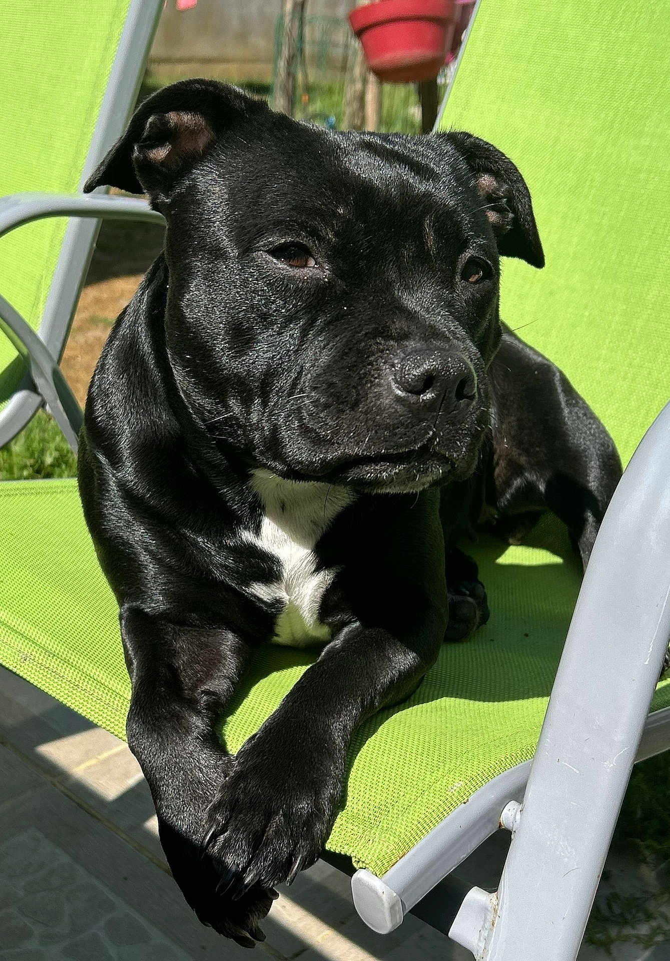 Rock It participe au concours pour gagner de l'argent avec cette photo : dog, black_dog, pet, outdoor, chair, green_chair, sunlight, relaxing, animal, canine, paw, white_patch, summer, garden, backyard, resting, portrait, daylight, furniture, closeup