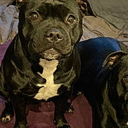 Rock It participe au concours pour gagner de l'argent avec cette photo : dog, black_dog, pet, animal, indoor, carpet, fur, cute, two_dogs, white_patch, paw, ears, eyes, nose, muzzle, companion, friendship, sitting, looking, domestic_animal