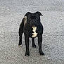 dog, black_dog, standing, pavement, white_patch, alert, outdoor, animal, pet, canine, street, watchful, four_legs, ears, fur, daylight, companion, mammal, standing_still, focused