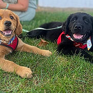 Rambo is registered to the contest to win money with this photo: puppy, dog, golden_retriever, black_dog, grass, outdoor, happy, smiling, collar, leash, lying_down, cute, animal, pet, nature, playful, young_dog, canine, summer, fun
