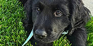 Rambo joined the competition — help win amazing prizes! puppy, dog, black_dog, grass, outdoor, pet, animal, cute, leash, sidewalk, nature, young_dog, fur, canine, closeup, expression, adorable, playful, resting, daylight