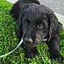puppy, dog, black_dog, grass, outdoor, pet, animal, cute, leash, sidewalk, nature, young_dog, fur, canine, closeup, expression, adorable, playful, resting, daylight