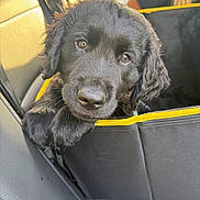 Rambo joined the competition — help win amazing prizes! animal, black_dog, black_fur, car_interior, close_up, companion, cute, domestic_animal, fur, leather, person, pet, pet_carrier, puppy, seat, seatbelt, travel, window_light, yellow_trim, young_dog