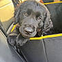 animal, black_dog, black_fur, car_interior, close_up, companion, cute, domestic_animal, fur, leather, person, pet, pet_carrier, puppy, seat, seatbelt, travel, window_light, yellow_trim, young_dog
