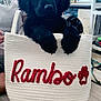Rambo is registered to the contest to win money with this photo: puppy, dog, black_dog, bag, white_bag, embroidery, red_text, indoor, floor, person, sitting, shelf, photograph, fan, cozy, cute, pet, animal, paws, adorable