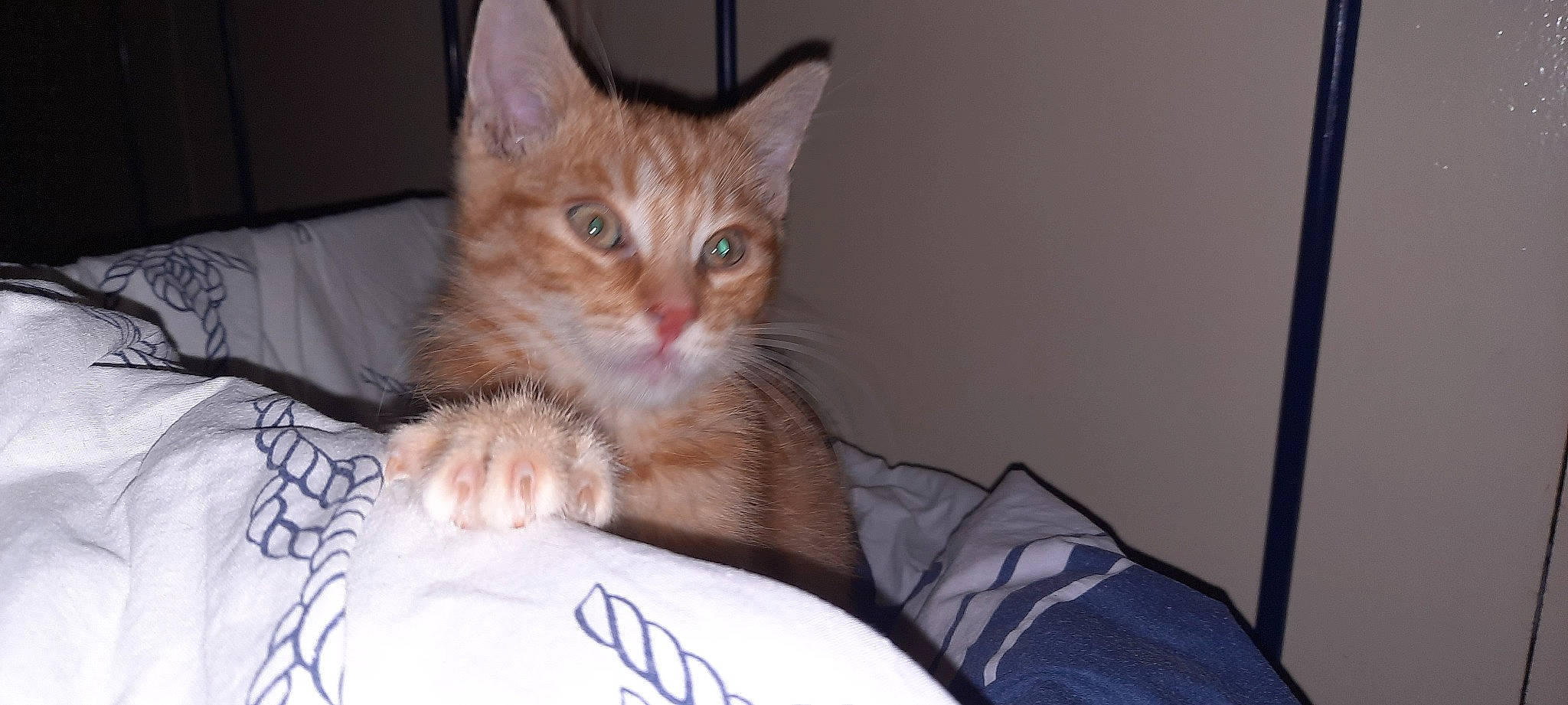 Foxy a rejoint le concours — aidez-le/la à gagner de superbes lots ! carnivore, cat, comfort, domestic_short_haired_cat, felidae, fur, kitten, linens, peach, small_to_medium_sized_cats, snout, vertebrate, whiskers