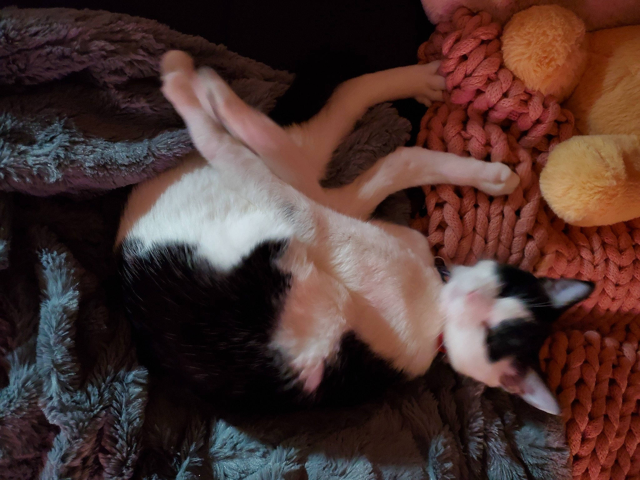 Athena is registered to the contest to win money with this photo: canidae, carnivore, cat, comfort, companion_dog, dog_breed, domestic_short_haired_cat, fawn, felidae, fur, mammal, nail, paw, small_to_medium_sized_cats, tail, thai, toy, vertebrate, whiskers, wood