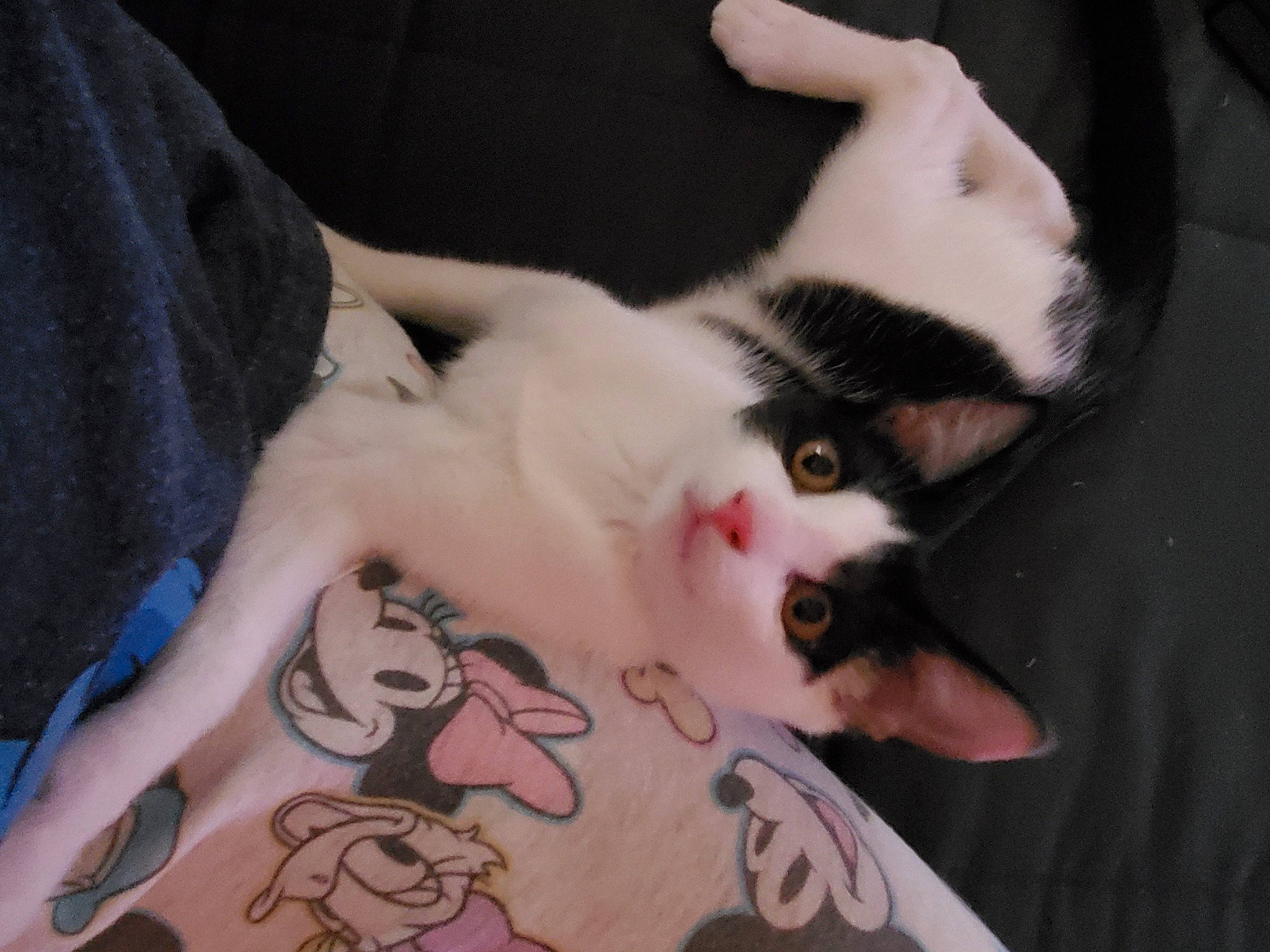 Athena joined the competition — help win amazing prizes! carnivore, cat, companion_dog, dog_breed, ear, elbow, eye, felidae, fur, gesture, head, human_leg, nail, sleeve, small_to_medium_sized_cats, snout, tail, temporary_tattoo, whiskers, wrist