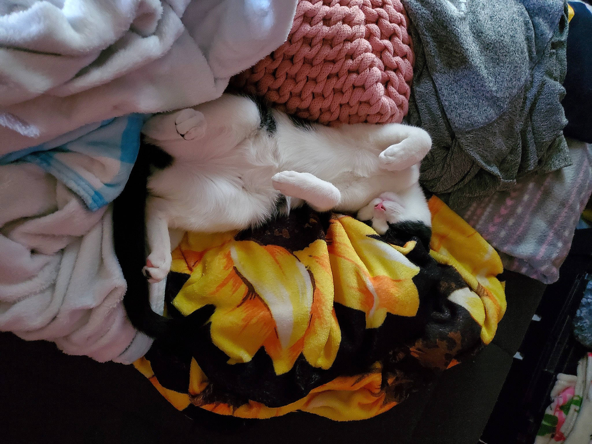 Athena is registered to the contest to win money with this photo: baby_products, banana, felidae, finger, fur, glove, linens, nail, pattern, peach, petal, pink, plush, ruffle, stuffed_toy, tail, toy, wool, woolen