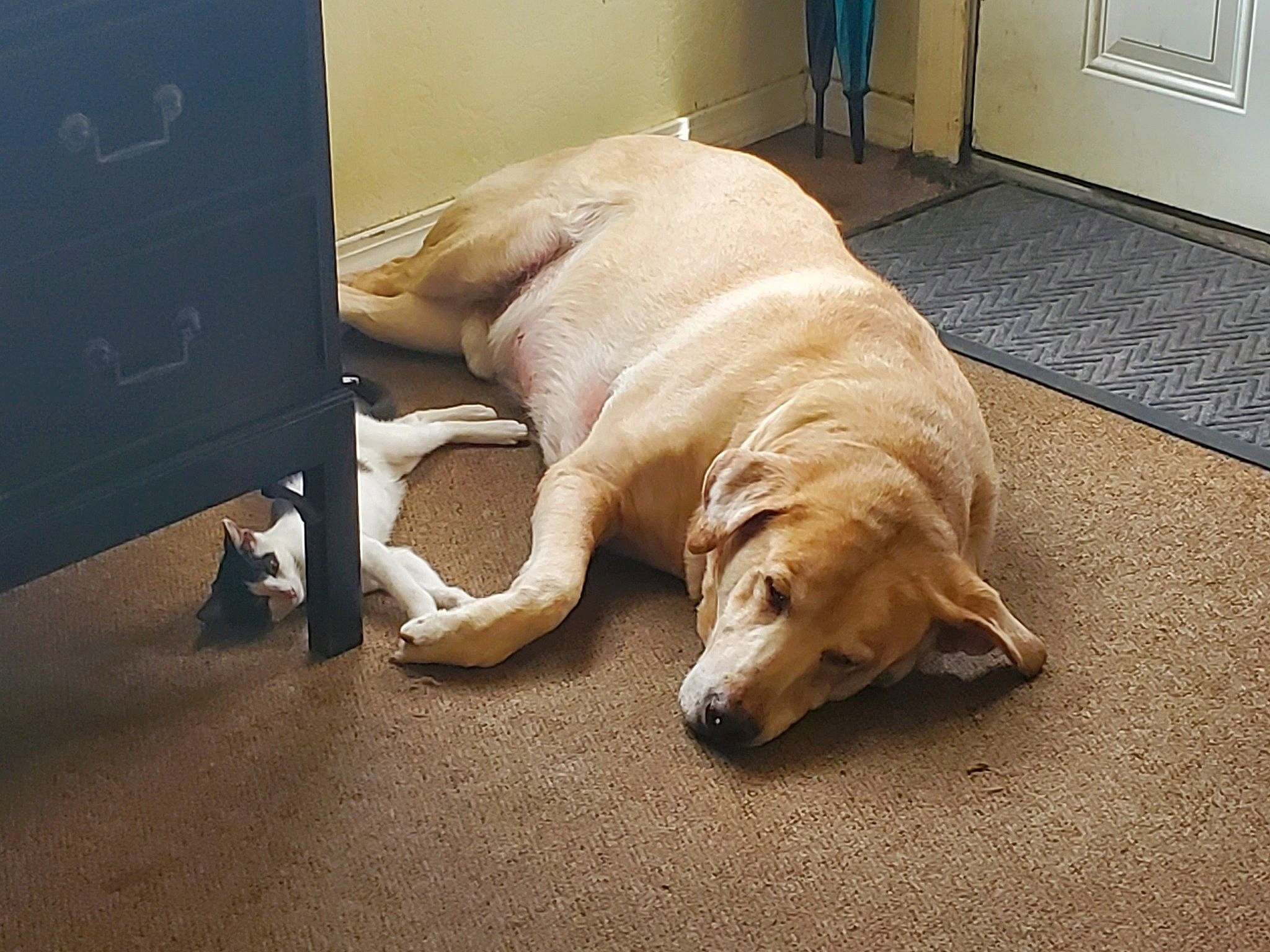 Athena is registered to the contest to win money with this photo: canidae, carnivore, comfort, companion_dog, dog, dog_breed, dog_supply, door, door_mat, fawn, floor, flooring, fur, hardwood, pet_supply, snout, sporting_group, tail, wood, working_animal