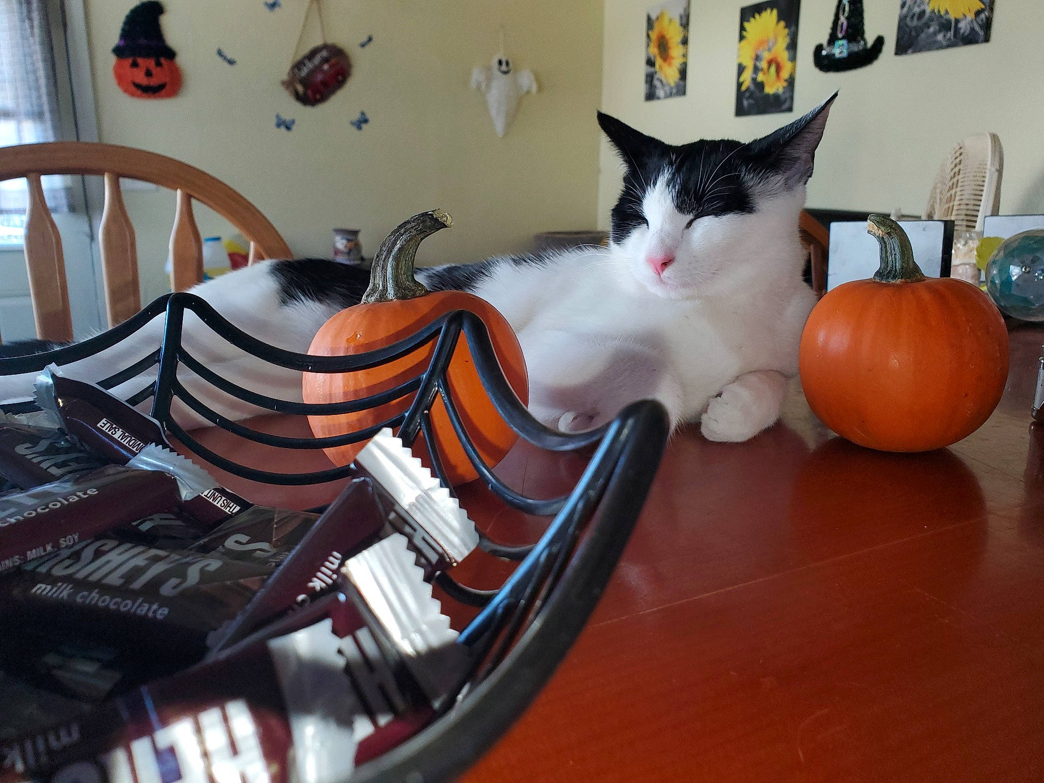 Athena is registered to the contest to win money with this photo: carnivore, cat, chair, comfort, cucurbita, felidae, flooring, keyboard, living_room, microphone, musical_instrument, musical_keyboard, office_equipment, orange, picture_frame, room, small_to_medium_sized_cats, tail, whiskers, wood