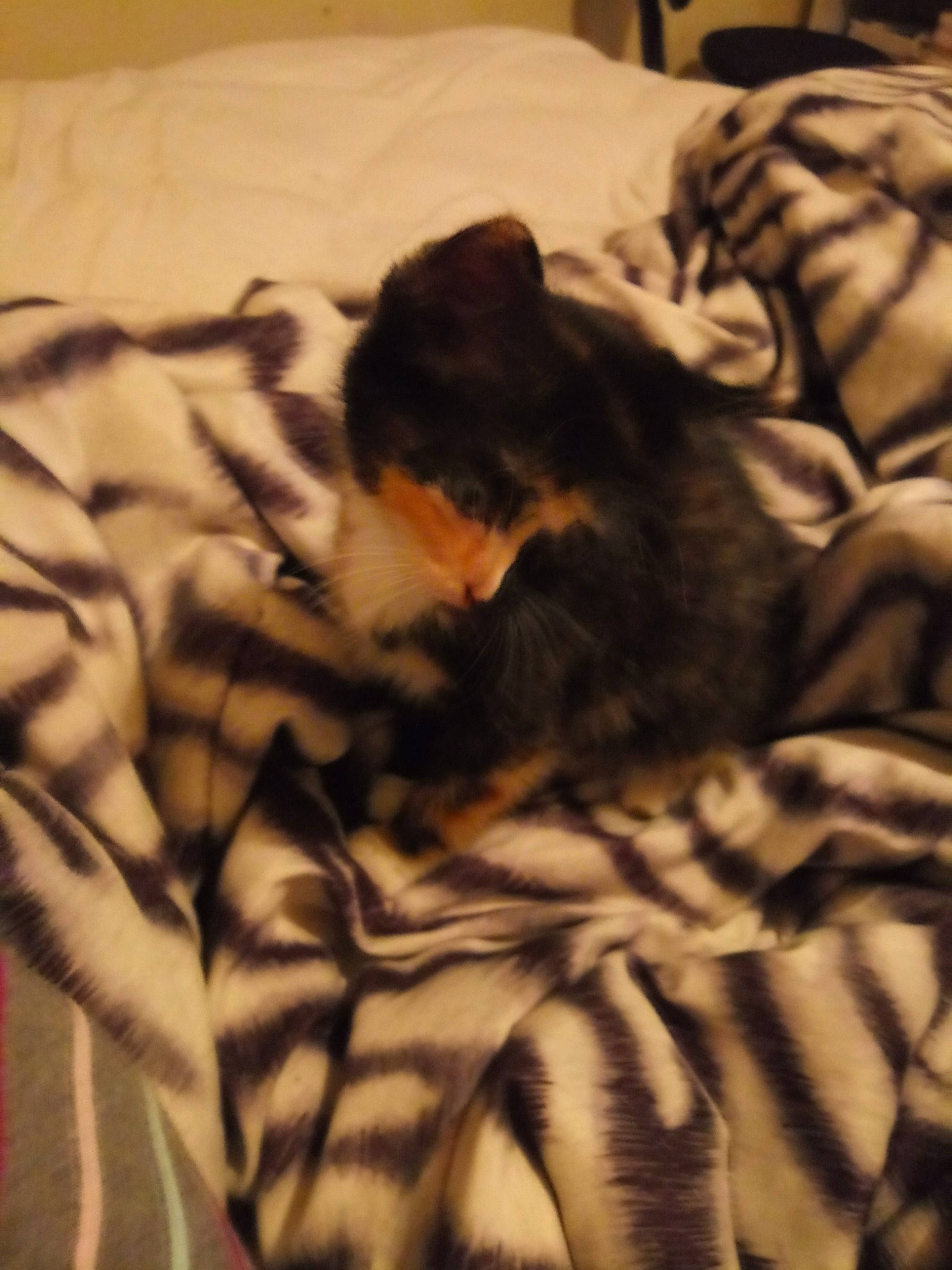 Buttercup joined the competition — help win amazing prizes! bed_sheet, bedtime, canidae, carnivore, cat, fawn, felidae, fur, kitten, nap, person, sleep, small_to_medium_sized_cats, textile