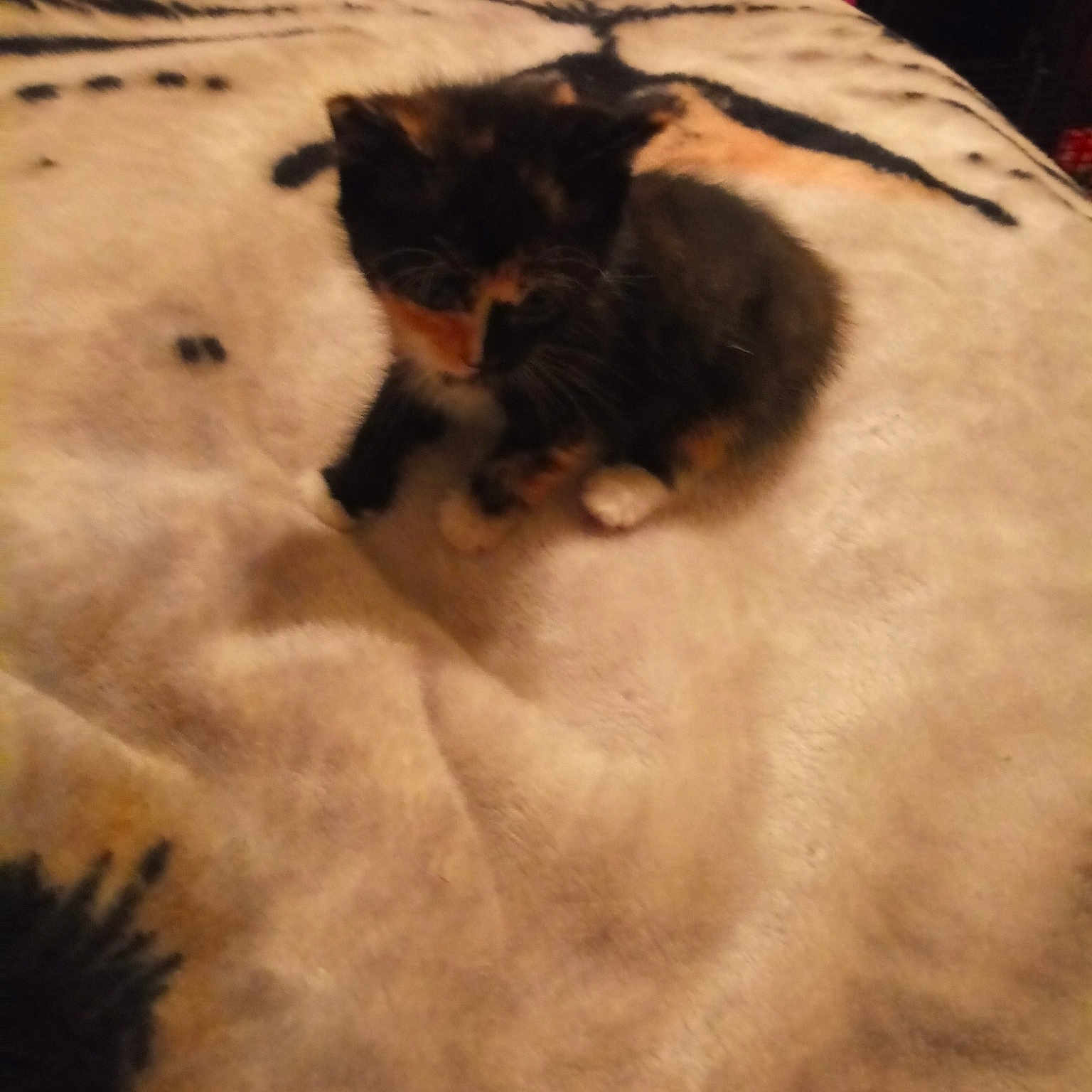 Buttercup