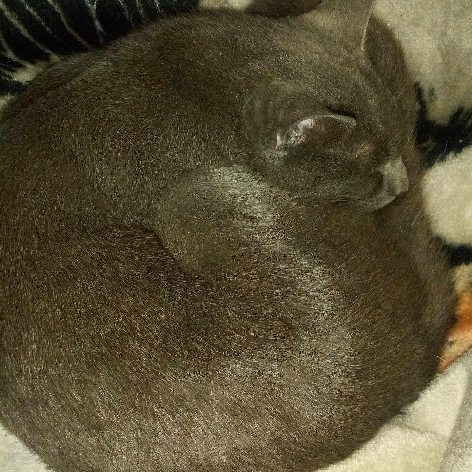 Dusty is registered to the contest to win money with this photo: asian, black_cat, british_shorthair, burmese, carnivore, cat, cat_bed, chartreux, domestic_short_haired_cat, felidae, korat, russian_blue, small_to_medium_sized_cats, snout, tail, whiskers