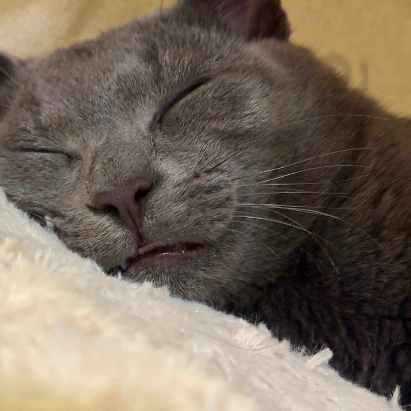 Crowley joined the competition — help win amazing prizes! abyssinian, animal, blackcat, blanket, cat, couch, egyptiancat, furniture, kitten, manx, person, pet, siamese, sleeping, snout, towel
