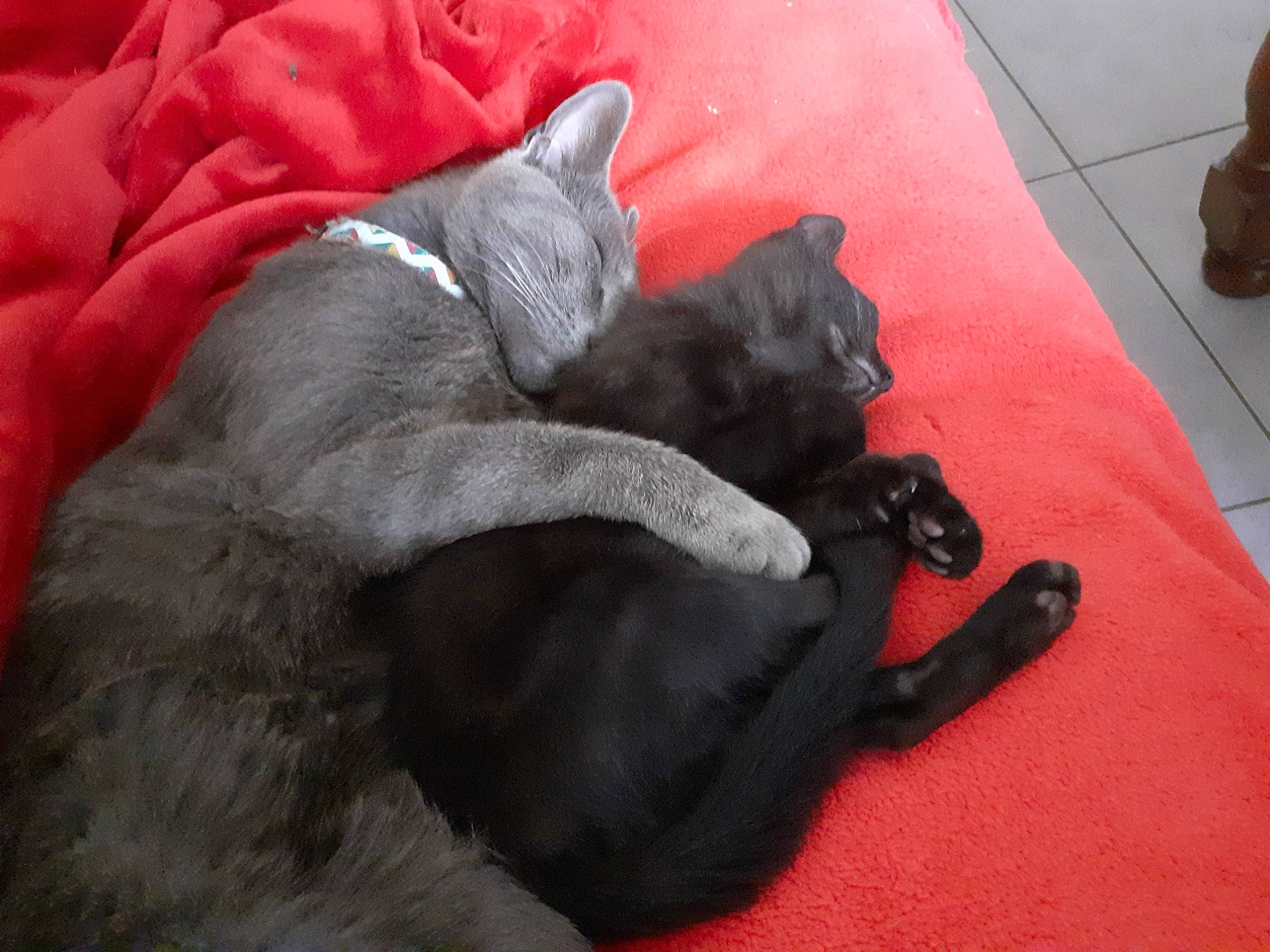 Tessa a rejoint le concours — aidez-le/la à gagner de superbes lots ! black_cat, bombay, carmine, carnivore, cat, claw, comfort, companion_dog, dog_breed, domestic_short_haired_cat, felidae, flooring, foot, fur, grey, nap, russian_blue, small_to_medium_sized_cats, tail, whiskers