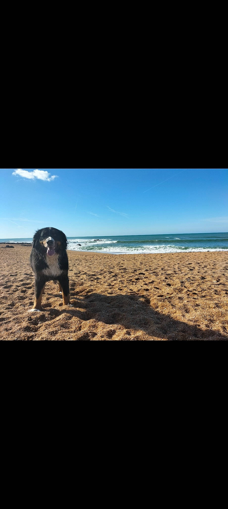 Ponette a rejoint le concours — aidez-le/la à gagner de superbes lots ! beach, calm, carnivore, cloud, coastal_and_oceanic_landforms, companion_dog, dog, dog_breed, happy, horizon, landscape, people_in_nature, rock, shore, sky, soil, tints_and_shades, water, wave, wind_wave