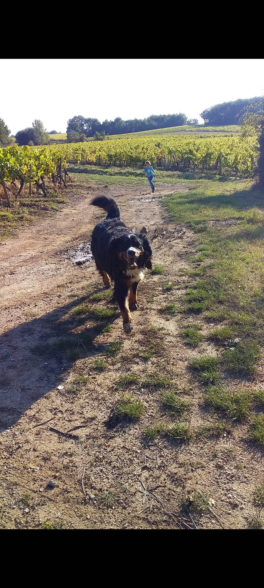 Ponette participe au concours pour gagner de l'argent avec cette photo : agriculture, canidae, carnivore, companion_dog, dog, dog_breed, field, grass, grassland, landscape, pasture, plant, sky, soil, sporting_group, tail, tree, walking, working_animal, working_dog