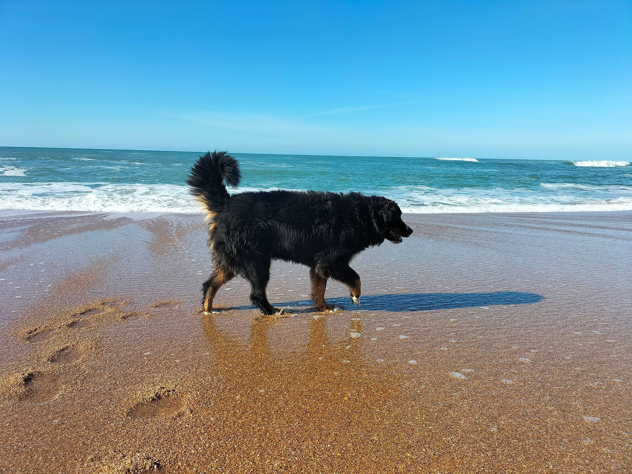 Ponette a rejoint le concours — aidez-le/la à gagner de superbes lots ! beach, canidae, carnivore, coast, companion_dog, dog, dog_breed, horizon, lake, landscape, ocean, rock, sand, sky, sporting_group, tail, water, water_dog, wave, wind_wave