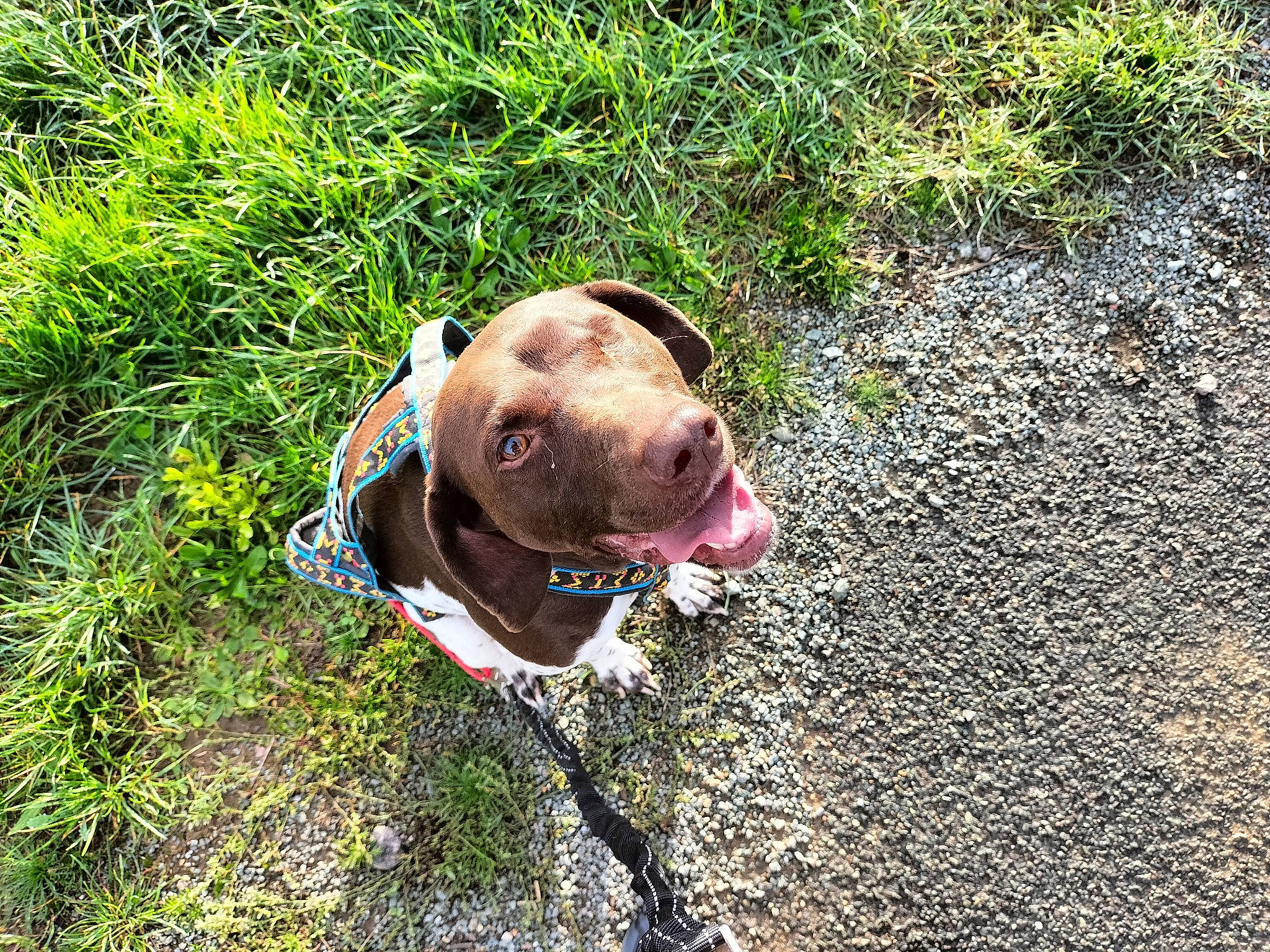 G'Lule a rejoint le concours — aidez-le/la à gagner de superbes lots ! asphalt, canidae, carnivore, collar, companion_dog, dog, dog_breed, dog_collar, fashion_accessory, fawn, grass, leash, liver, plant, road_surface, snout, sporting_group, terrestrial_animal, toy, working_animal