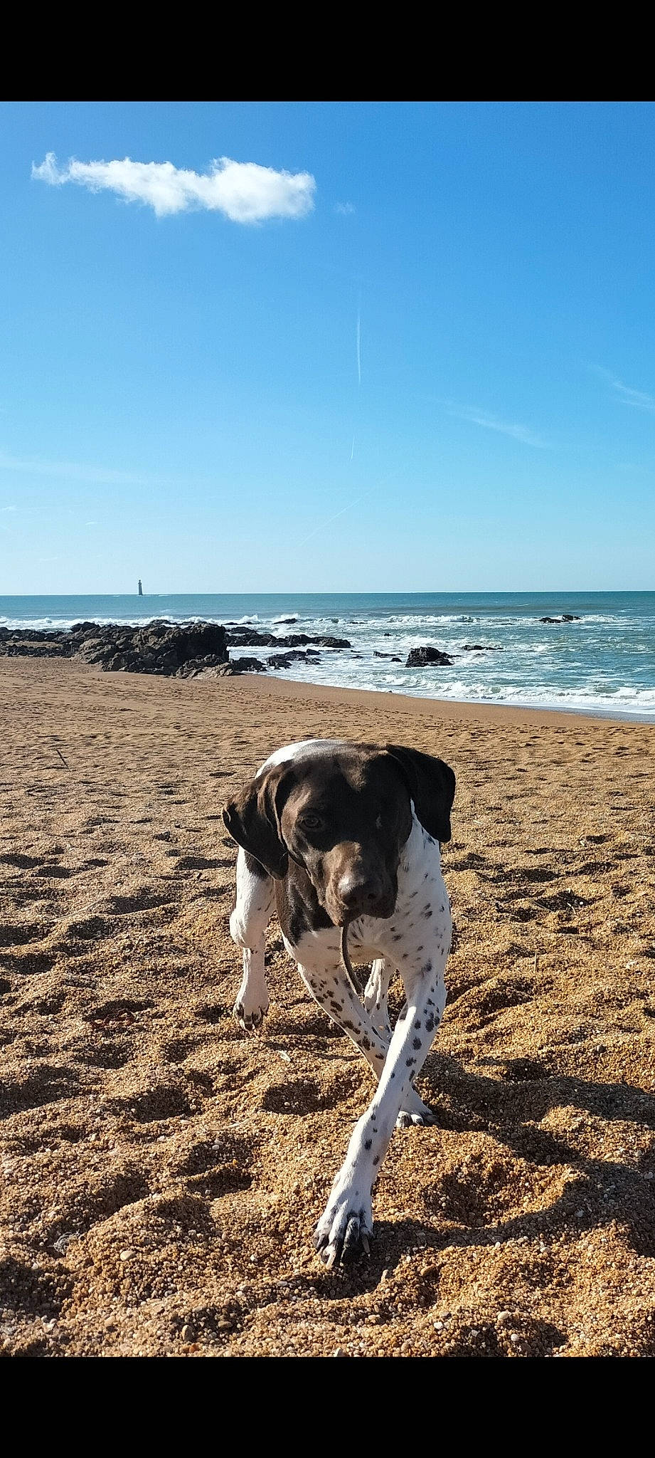 G'Lule participe au concours pour gagner de l'argent avec cette photo : beach, carnivore, cloud, collar, companion_dog, dog, dog_breed, fawn, horizon, landscape, ocean, sand, sky, sporting_group, tail, water, wave, wind_wave, wood, working_animal