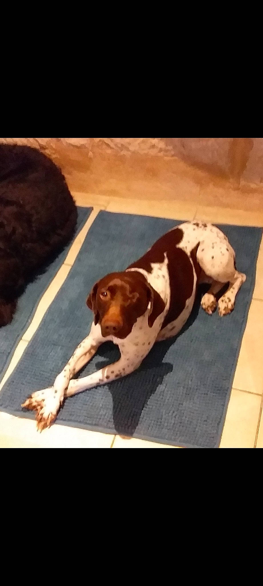 G'Lule a rejoint le concours — aidez-le/la à gagner de superbes lots ! canidae, carnivore, comfort, companion_dog, dog, dog_breed, fawn, flooring, hardwood, hound, liver, paw, rectangle, scent_hound, sporting_group, square, tail, terrestrial_animal, wood, working_animal