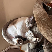 Gypsy joined the competition — help win amazing prizes! animal, carpet, cat, cat_bed, cat_tree, corner, cozy, cute, feline, food_bowl, fur, home, indoor, paw, pet, relaxed, resting, sleeping, soft, whiskers