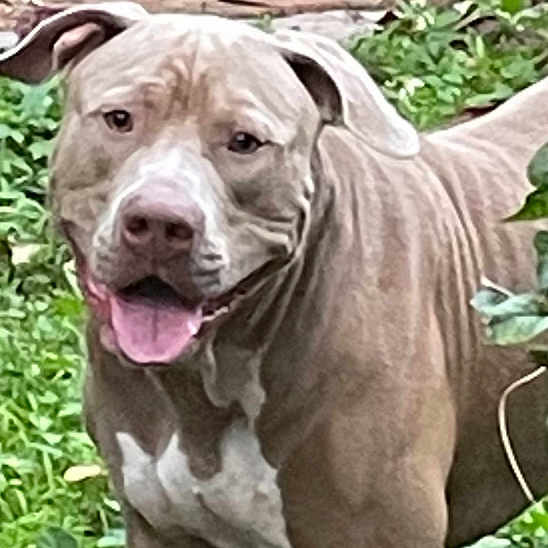 Simba joined the competition — help win amazing prizes! animal, ball, boxer, bulldog, canine, dog, grass, greatdane, hound, leaf, pet, pitbull, plant, puppy, snout, soil, sport, tennis, tennisball, whitedog
