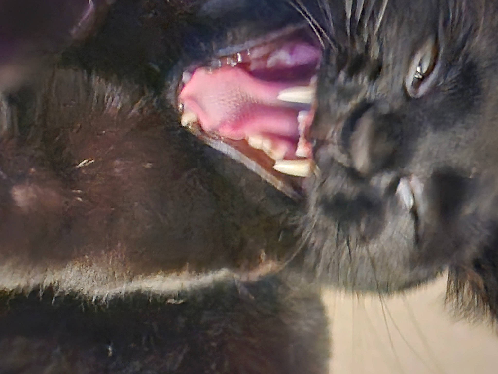 Hyde is registered to the contest to win money with this photo: canidae, carnivore, cat, claw, dog_breed, domestic_short_haired_cat, ear, fang, felidae, fur, liver, paw, small_to_medium_sized_cats, snout, sporting_group, terrestrial_animal, tooth, whiskers, wildlife, yawn