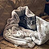 animal, blanket, cat, comfort, couch, cozy, curious, cute, domestic, feline, fur, home, indoor, living_room, pet, quilted, relaxing, resting, soft_texture, tabby_cat