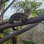 Cutie joined the competition — help win amazing prizes! cat, tabby_cat, tree, branch, outdoor, garden, plants, pot, wall, feline, animal, nature, leafy, relaxed, resting, closeup, daylight, calm, pet, mammal