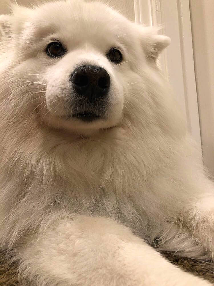 Coconut is registered to the contest to win money with this photo: american_eskimo_dog, canidae, carnivore, companion_dog, dog, dog_breed, german_spitz, german_spitz_klein, german_spitz_mittel, indian_spitz, japanese_spitz, mammal, nose, pomeranian, samoyed, snout, spitz, vertebrate, volpino_italiano, whiskers