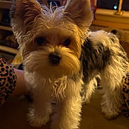 Willow is registered to the contest to win money with this photo: dog, puppy, small_dog, fur, ears, face, nose, eyes, indoor, couch, leopard_print, paw, close_up, pet, domestic_animal, brown, black, white, cozy, living_room