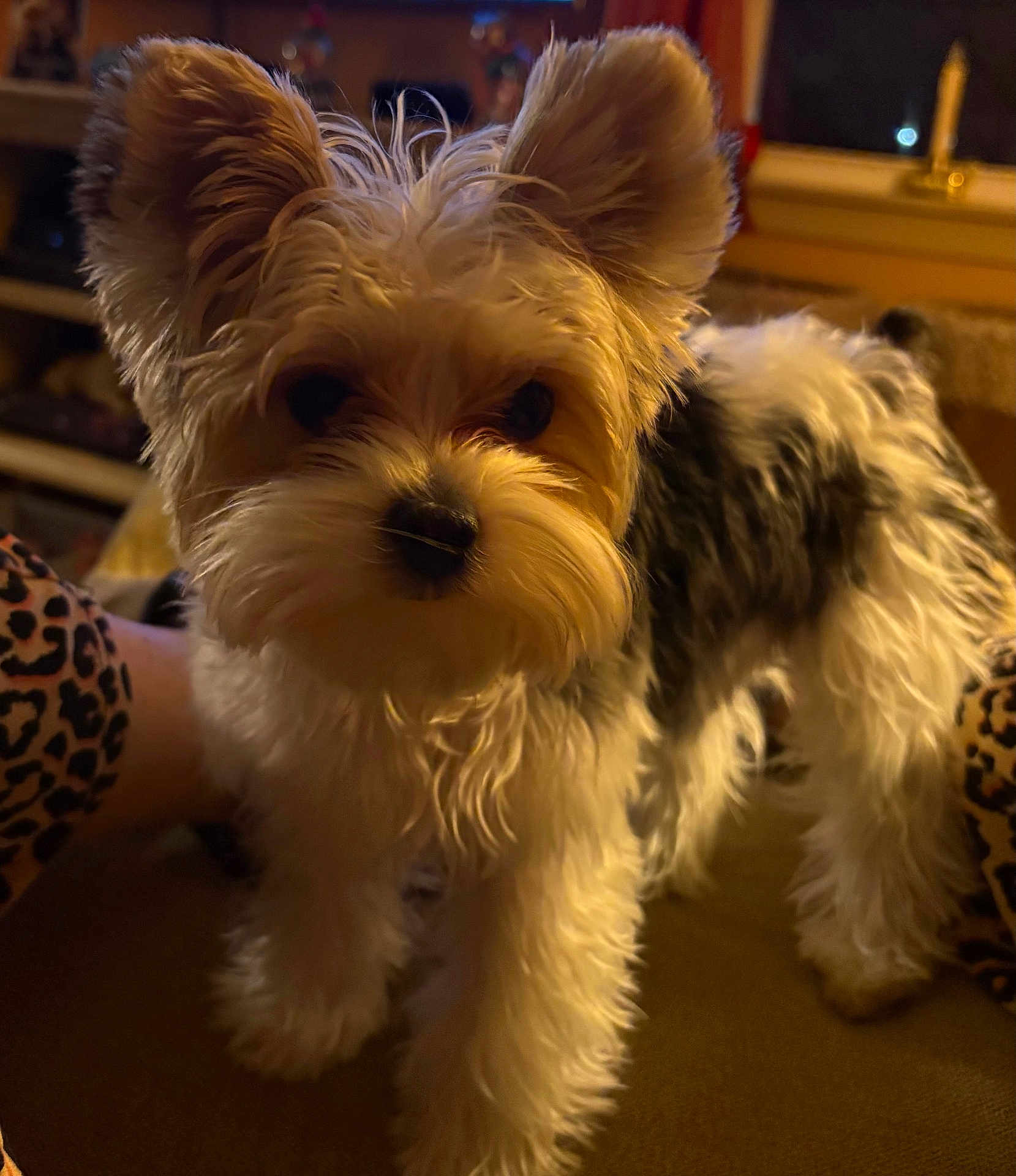 Willow is registered to the contest to win money with this photo: dog, puppy, small_dog, fur, ears, face, nose, eyes, indoor, couch, leopard_print, paw, close_up, pet, domestic_animal, brown, black, white, cozy, living_room