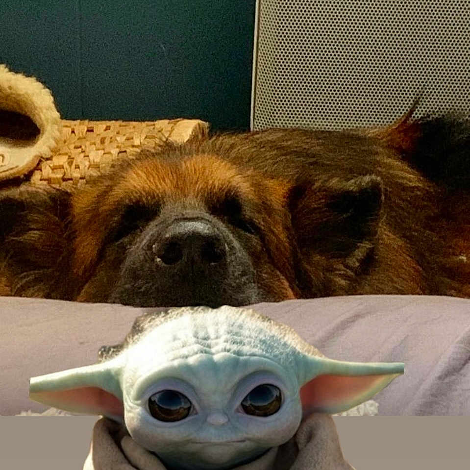 Marley participe au concours pour gagner de l'argent avec cette photo : animal, bear, blanket, canine, couch, cushion, dinosaur, dog, face, furniture, head, homedecor, hound, indoors, person, pet, photography, portrait, puppy, reptile