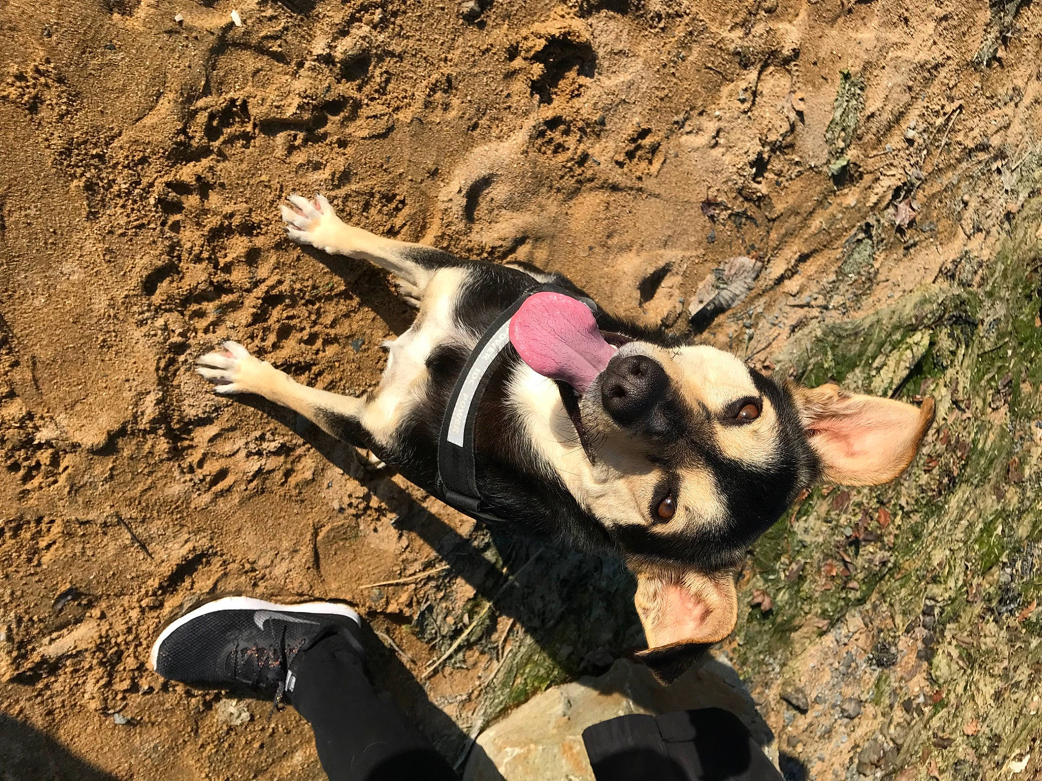 Ziggy a rejoint le concours — aidez-le/la à gagner de superbes lots ! canidae, carnivore, companion_dog, dog, dog_breed, fawn, fur, grass, leash, organism, paw, plant, recreation, snout, soil, sporting_group, tail, terrestrial_animal, toy, working_animal