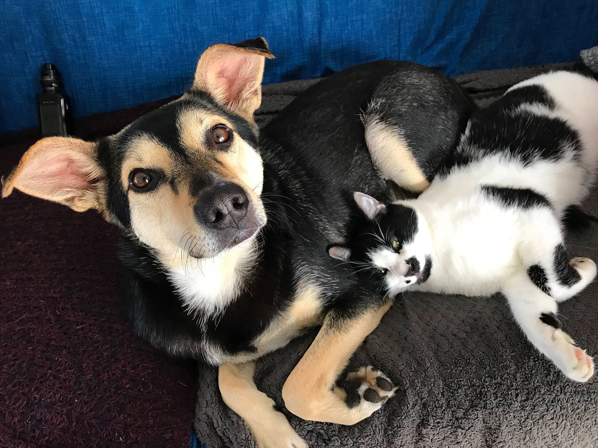 Ziggy a rejoint le concours — aidez-le/la à gagner de superbes lots ! ancient_dog_breeds, canidae, carnivore, companion_dog, dog, dog_breed, fawn, fur, non_sporting_group, paw, puppy, snout, sporting_group, tail, terrestrial_animal, vertebrate, whiskers, working_animal, working_dog