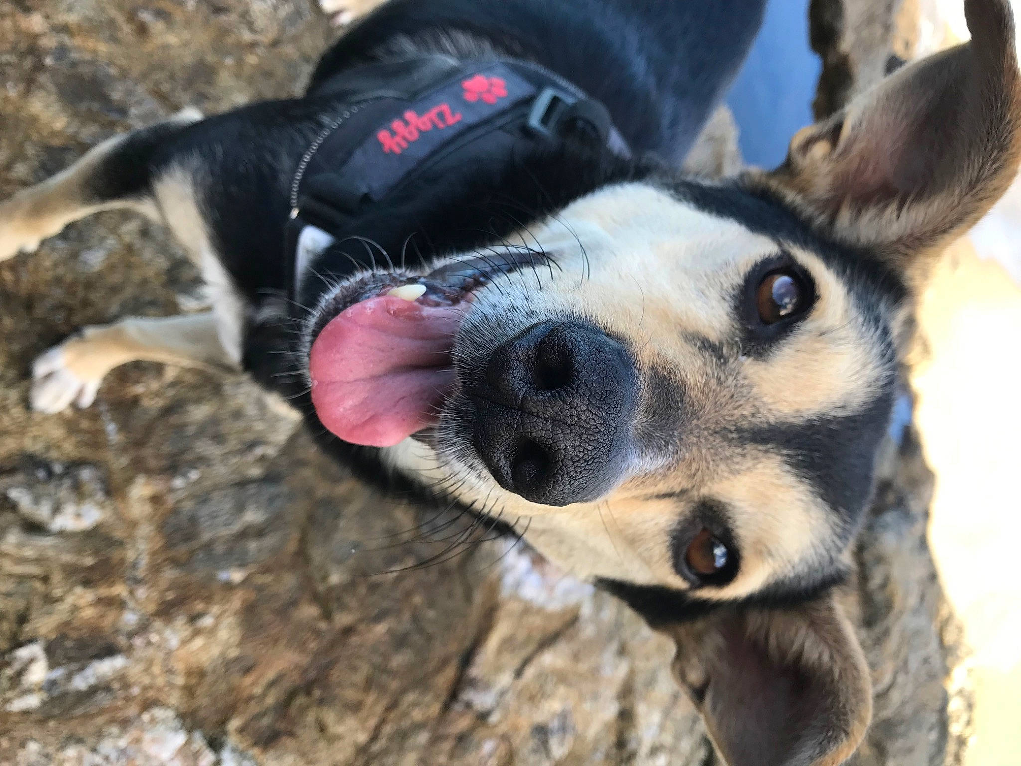 Ziggy participe au concours pour gagner de l'argent avec cette photo : canidae, carnivore, collar, companion_dog, dog, dog_breed, dog_collar, dog_supply, fawn, fur, paw, plant, snout, soil, sporting_group, terrestrial_animal, whiskers, working_animal, working_dog