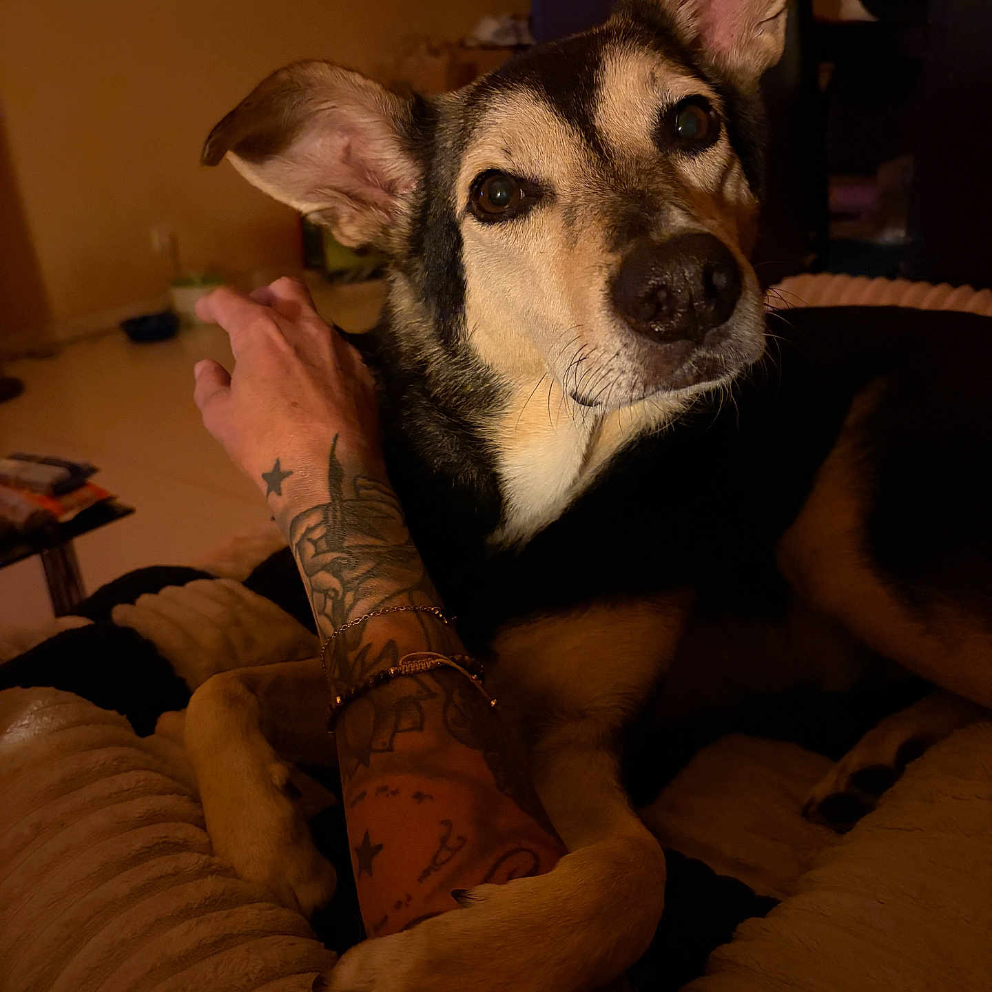 Ziggy