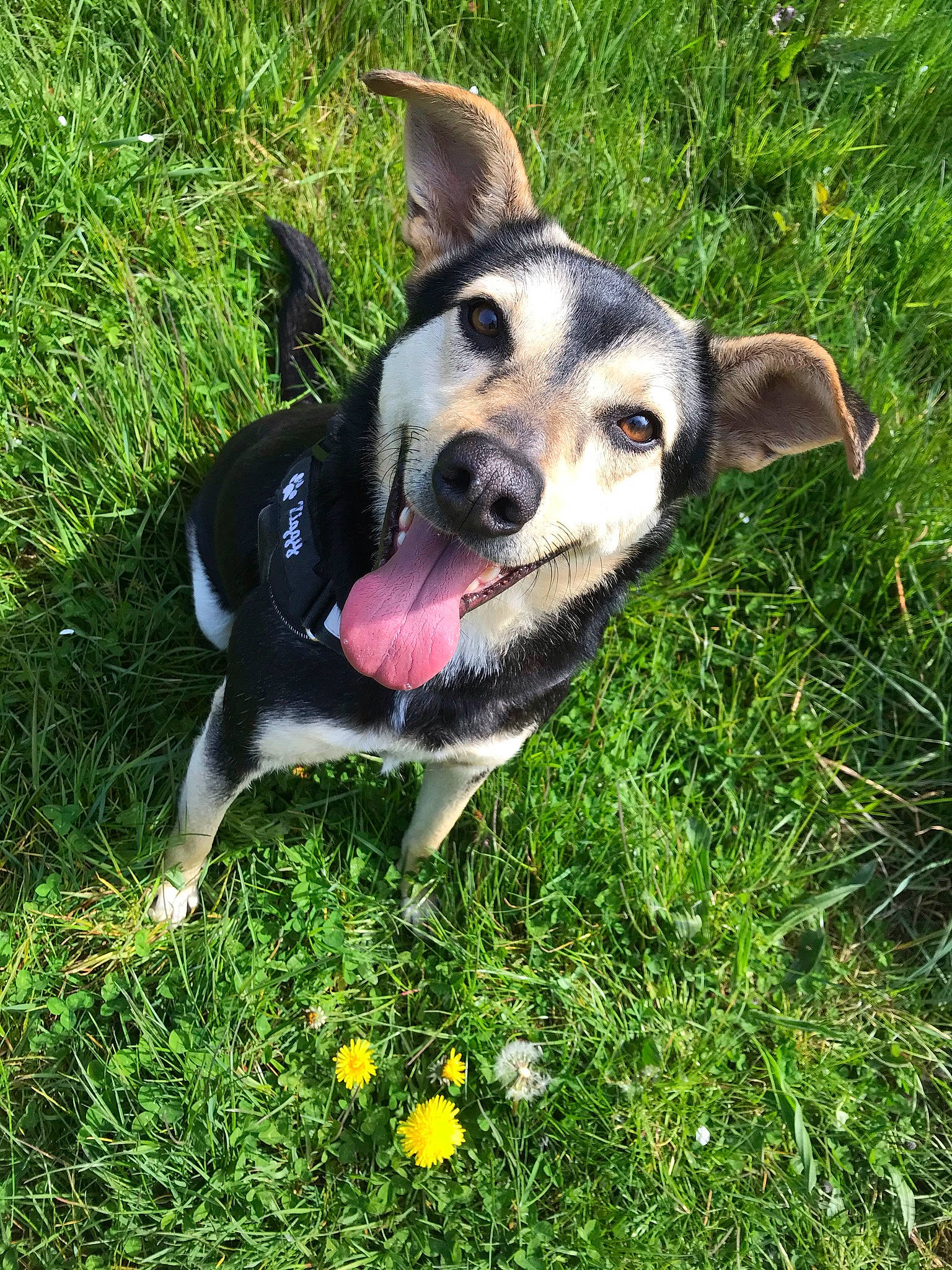 Ziggy a rejoint le concours — aidez-le/la à gagner de superbes lots ! adventure, canidae, carnivore, collar, companion_dog, dog, dog_breed, fawn, flower, grass, groundcover, herding_dog, paw, plant, recreation, snout, sporting_group, whiskers, working_animal, working_dog