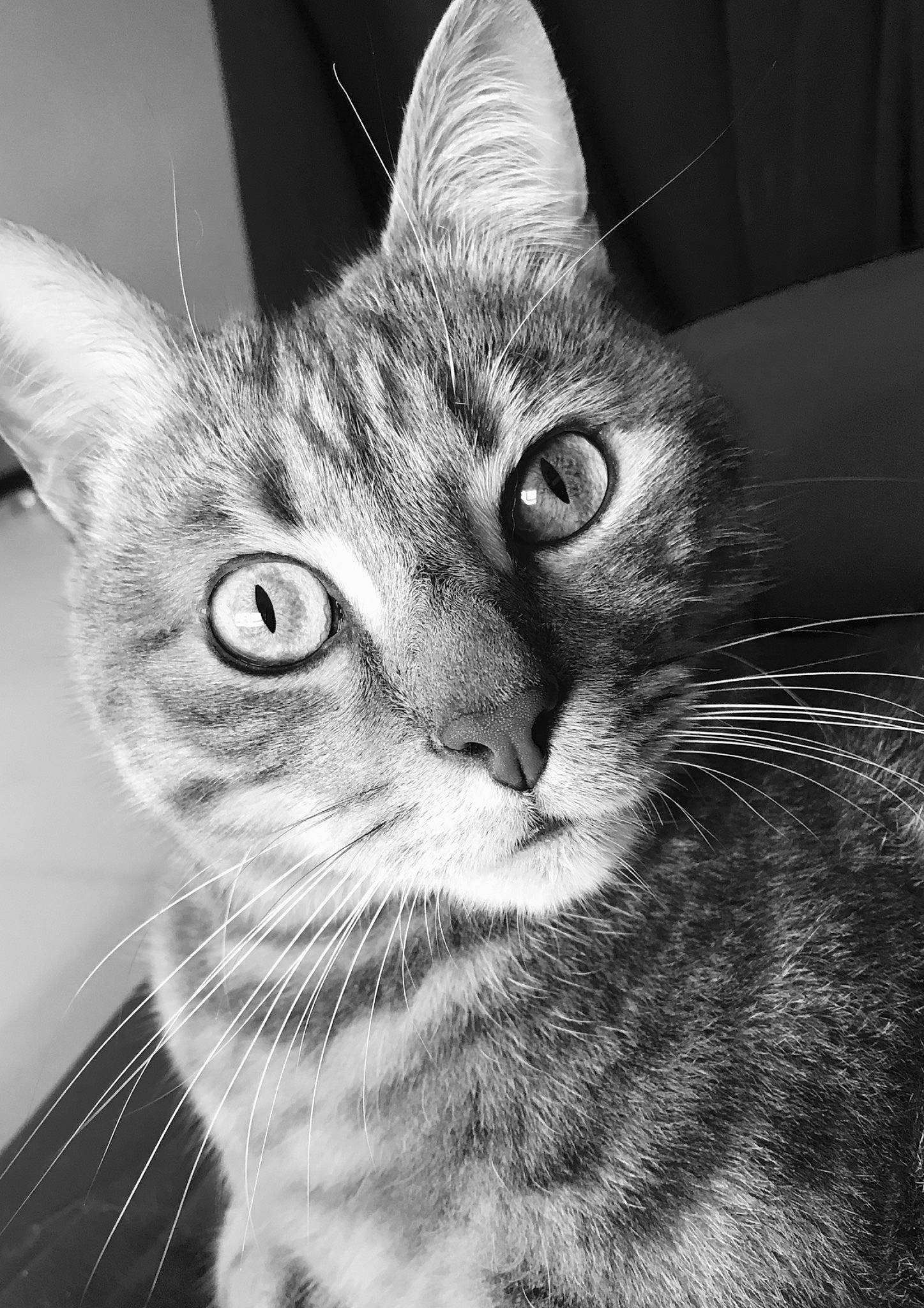 Kissou a rejoint le concours — aidez-le/la à gagner de superbes lots ! carnivore, cat, darkness, domestic_short_haired_cat, ear, felidae, fur, head, iris, monochrome, monochrome_photography, paw, small_to_medium_sized_cats, snout, stock_photography, terrestrial_animal, whiskers, wildlife, window