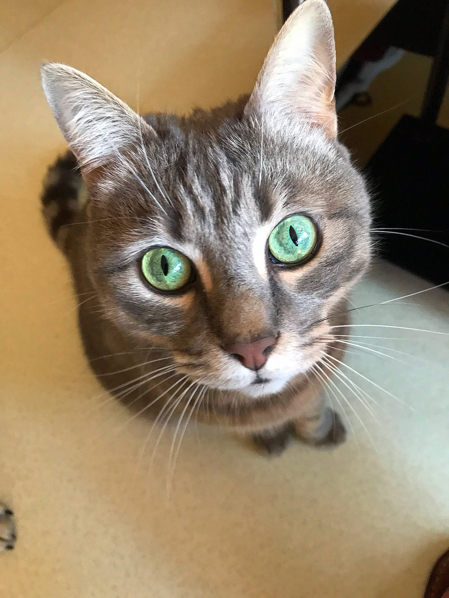 Kissou participe au concours pour gagner de l'argent avec cette photo : carnivore, cat, domestic_short_haired_cat, door, ear, eyelash, fawn, felidae, fur, small_to_medium_sized_cats, snout, terrestrial_animal, tree, whiskers, wildlife, window