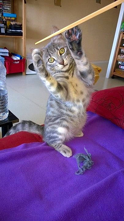 Kissou a rejoint le concours — aidez-le/la à gagner de superbes lots ! bookcase, bottle, bottled_water, carnivore, cat, comfort, domestic_short_haired_cat, drinking_water, felidae, flooring, fur, mineral_water, paw, plastic_bottle, shelf, small_to_medium_sized_cats, snout, tail, water_bottle, whiskers