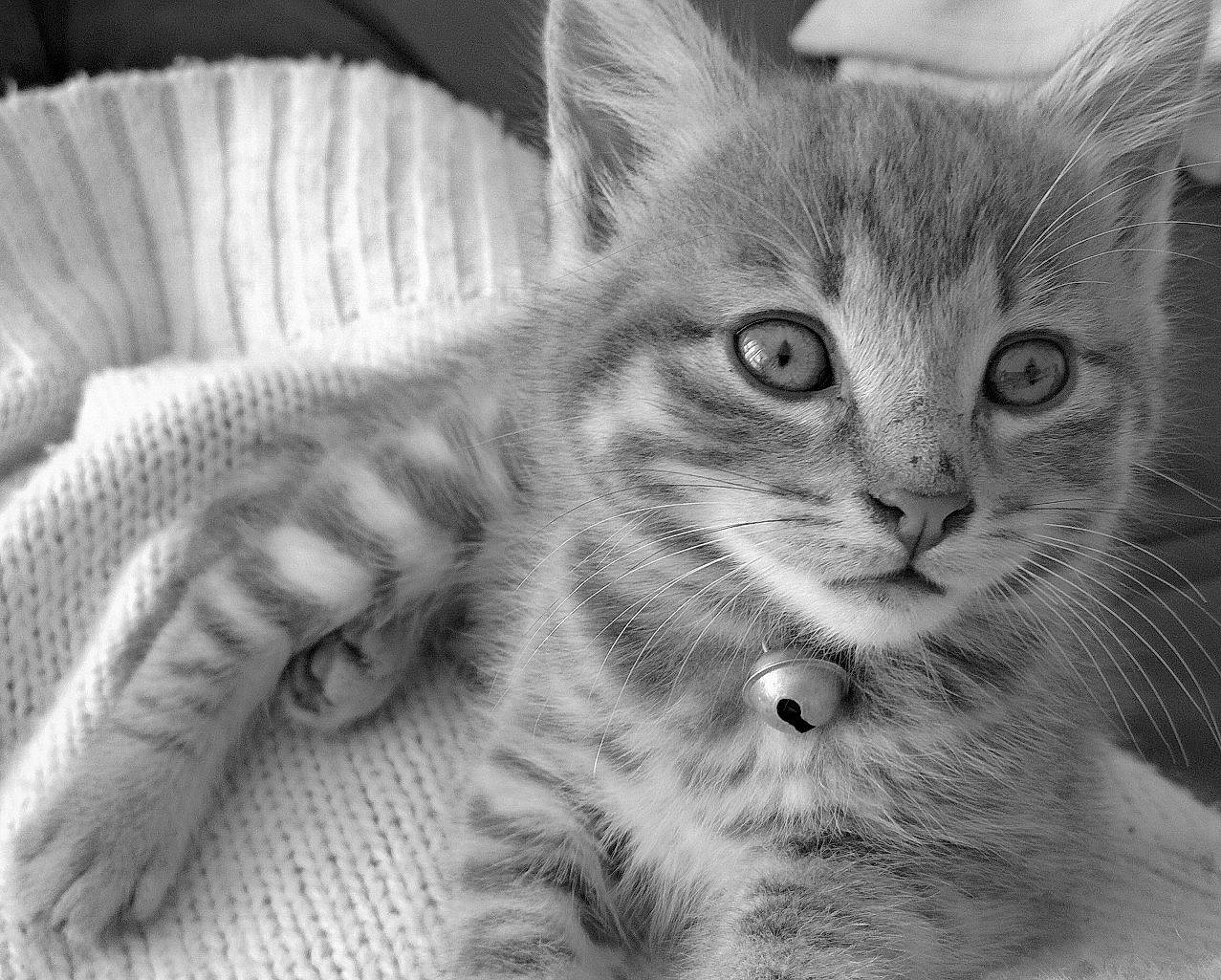 Kissou participe au concours pour gagner de l'argent avec cette photo : carnivore, cat, claw, domestic_short_haired_cat, eye, felidae, fur, monochrome, monochrome_photography, paw, small_to_medium_sized_cats, snout, terrestrial_animal, whiskers